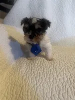 Ziggie , a male Yorkipoo for sale in Muldrow, OK – Photo 1 of 10