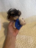 Ziggie , a male Yorkipoo for sale in Muldrow, OK – Photo 2 of 10