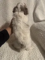 Tobie, a male Yorkipoo for sale in Muldrow, OK – Photo 2 of 2