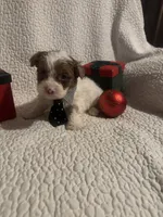 Tobie, a male Yorkipoo for sale in Muldrow, OK – Photo 1 of 2