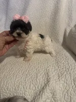 Jazzy , a female Yorkipoo for sale in Muldrow, OK – 10 of 10