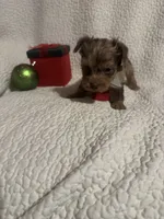 Milo, a male Yorkipoo for sale in Muldrow, OK – Photo 1 of 2