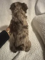 Milo, a male Yorkipoo for sale in Muldrow, OK – Photo 2 of 2