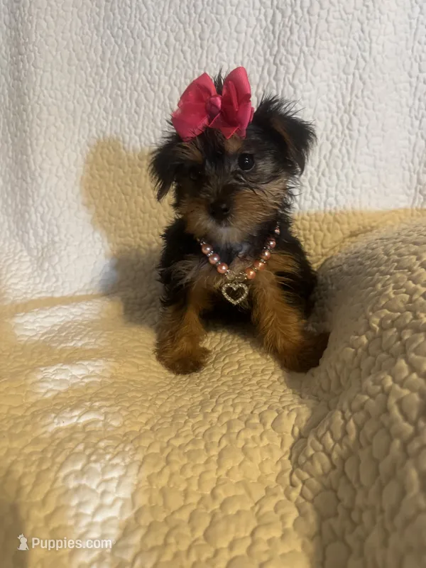Raka  – Yorkshire Terrier puppy for sale in Muldrow, OK