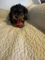 Archie, a male Yorkshire Terrier for sale in Muldrow, OK – Photo 3 of 10