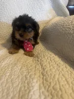 Archie, a male Yorkshire Terrier for sale in Muldrow, OK – Photo 5 of 10