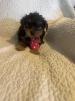 Archie, a male Yorkshire Terrier for sale in Muldrow, OK – Photo 10 of 10