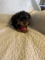 Archie, a male Yorkshire Terrier for sale in Muldrow, OK – Photo 2 of 10