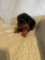 Archie, a male Yorkshire Terrier for sale in Muldrow, OK – Photo 4 of 10