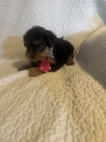 Archie, a male Yorkshire Terrier for sale in Muldrow, OK – Photo 8 of 10