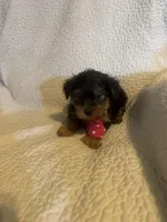 Archie, a male Yorkshire Terrier for sale in Muldrow, OK – Photo 9 of 10