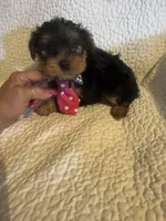 Archie, a male Yorkshire Terrier for sale in Muldrow, OK – Photo 1 of 10