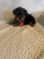 Archie, a male Yorkshire Terrier for sale in Muldrow, OK – Photo 7 of 10