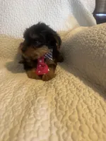 Archie, a male Yorkshire Terrier for sale in Muldrow, OK – Photo 6 of 10