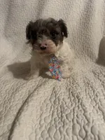 Prince , a male Yorkipoo for sale in Muldrow, OK – 9 of 10