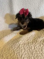 Raka , a female Yorkshire Terrier for sale in Muldrow, OK – 4 of 4