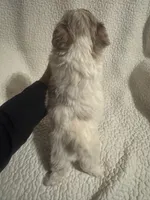 Koda, a male Yorkipoo for sale in Muldrow, OK – Photo 2 of 2