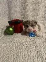 Koda, a male Yorkipoo for sale in Muldrow, OK – Photo 1 of 2