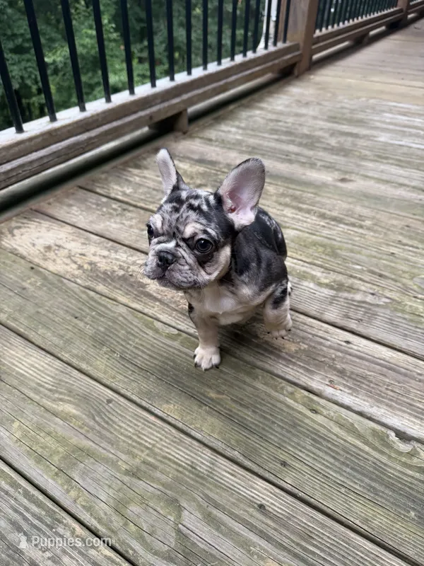 Stumpy – French Bulldog puppy for sale in Hartwell, GA