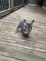 Ellie , a female French Bulldog for sale in Hartwell, GA – 1 of 3