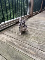Stumpy, a male French Bulldog for sale in Hartwell, GA – 2 of 4