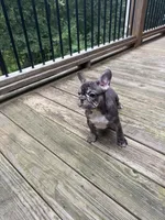 Ellie , a female French Bulldog for sale in Hartwell, GA – 3 of 3