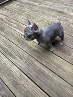 Chet , a male French Bulldog for sale in Hartwell, GA – 3 of 4