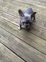 Chet , a male French Bulldog for sale in Hartwell, GA – 2 of 4