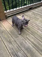Beckham, a male French Bulldog for sale in Hartwell, GA – 3 of 3