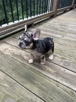 Stumpy, a male French Bulldog for sale in Hartwell, GA – 3 of 4