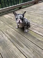 Smalls, a male French Bulldog for sale in Hartwell, GA – 3 of 3