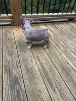 Chet , a male French Bulldog for sale in Hartwell, GA – 4 of 4