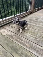 Stumpy, a male French Bulldog for sale in Hartwell, GA – 4 of 4