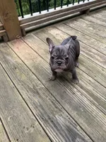 Beckham, a male French Bulldog for sale in Hartwell, GA – 2 of 3