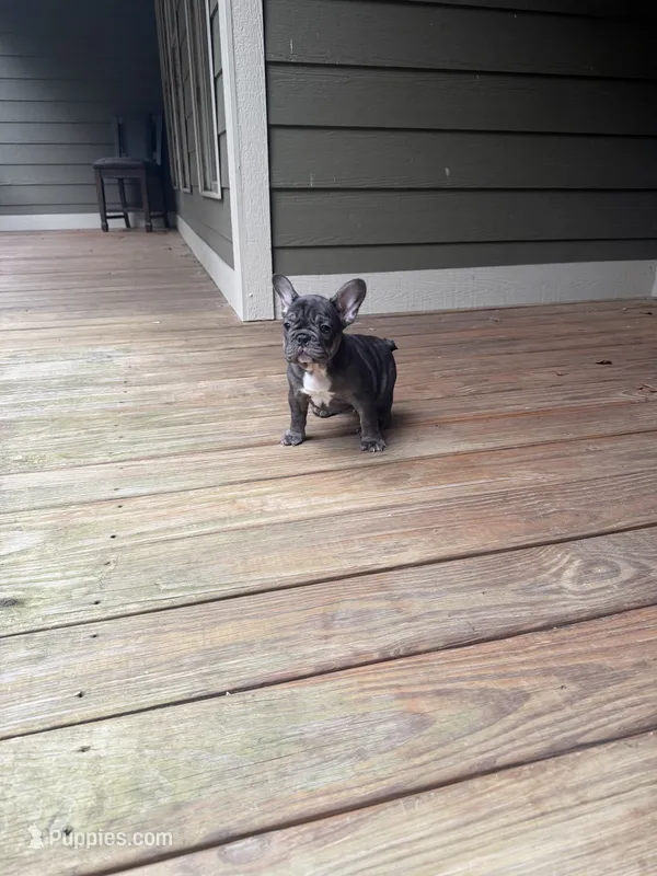 Beckham – French Bulldog puppy for sale in Hartwell, GA