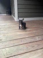 Beckham, a male French Bulldog for sale in Hartwell, GA – 1 of 3