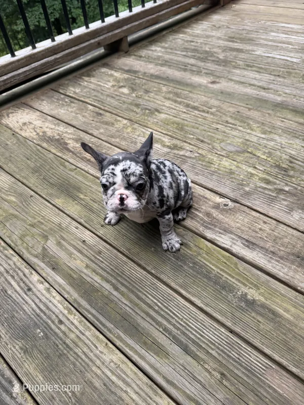Smalls – French Bulldog puppy for sale in Hartwell, GA