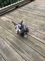 Smalls, a male French Bulldog for sale in Hartwell, GA – 1 of 3