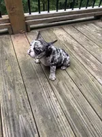 Smalls, a male French Bulldog for sale in Hartwell, GA – 2 of 3