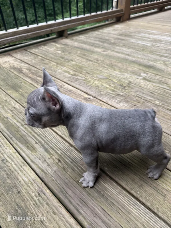 Chet  – French Bulldog puppy for sale in Hartwell, GA