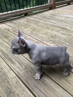 Chet , a male French Bulldog for sale in Hartwell, GA – 1 of 4