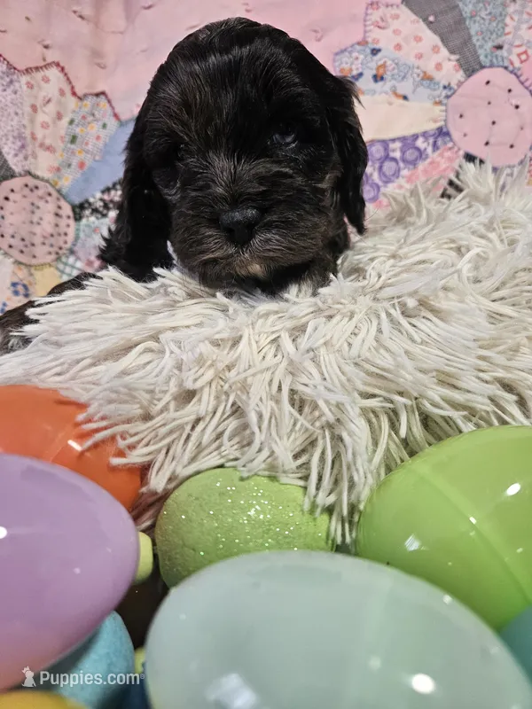 Merle, a male Cavapoo for sale in Farmville, VA – Photo 1 of 3