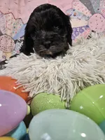 Merle, a male Cavapoo for sale in Farmville, VA – Photo 1 of 3