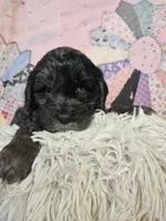 Merle, a male Cavapoo for sale in Farmville, VA – Photo 3 of 3