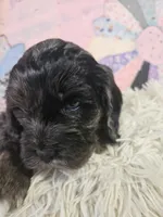 Merle, a male Cavapoo for sale in Farmville, VA – Photo 2 of 3