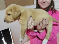 Bootsie, a female Labrador Retriever for sale in Farmville, VA – Photo 2 of 2