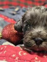 Merlin, a male Cockapoo for sale in Farmville, VA – Photo 3 of 4