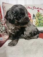 Merlin, a male Cockapoo for sale in Farmville, VA – Photo 4 of 4