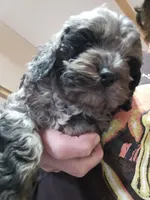 Merlin, a male Cockapoo for sale in Farmville, VA – Photo 2 of 4