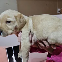Cleaver, a male Labrador Retriever for sale in Farmville, VA – Photo 2 of 2
